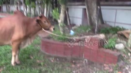 This Cow Was bought for Qurbani EID 90 THOUSAND TAKA