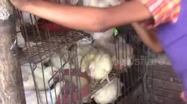 BUYING CHICKEN FROM STREET SELLER IN SYLHET VLOG