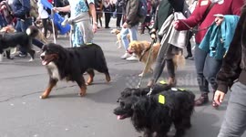 Wooferendum is barking out Brexit in Whitehall on its way to Parliament Square