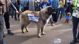 Wooferendum protests Brexit in Parliament Square