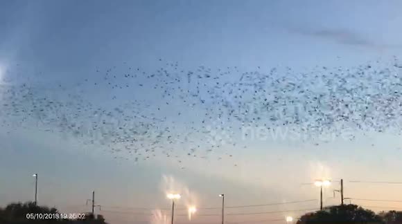 Crazy Flock of Birds