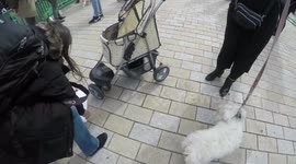 Dog Makes Mess Of Wooferendum Photo Shoot