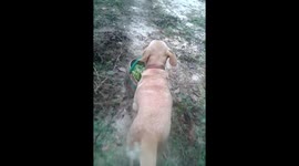 Dog carries basket of freshly picked herbs