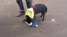 Patterdale Terrier puts its teeth into Boris doll at Wooferendum in Parliament Square
