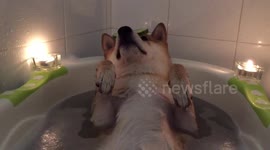 Dog enjoys his own private spa treatment