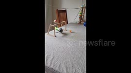 Tricky wing-er: Budgie shows off incredible football skills at home in Reading