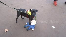 Do we know dog breeds?  Patterdale Terrier sounds like novelty to many at the Wooferendum in Parliament Square - London