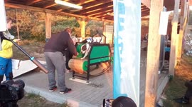 Amstaff Fobas powerdog