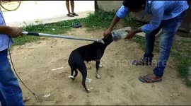 Relief for dog with head stuck in plastic box for three days
