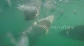 Frenzied Great white shark takes a bite out of smaller shark