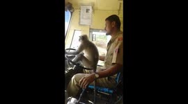 Cheeky monkey attempts to drive bus in India
