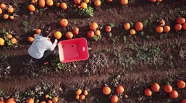 Ready for Halloween? Dronecam shows harvest at huge UK pumpkin farm