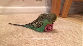 Reggie the Budgie humps penguin toy