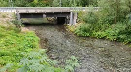 Unbelievable footage of thousands of Spawning salmon
