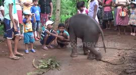 Baby elephant rescued from dangerous well plays with child villagers
