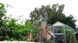 A flock a beautiful Goldfinch visiting our garden today