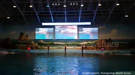 Dolphin show in the dolphinarium, Pyongyang, North Korea