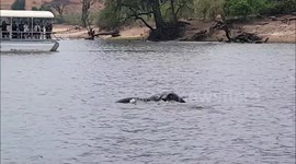 Elephant swimming across Chobe river, Botswana