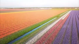 Spectacular aerial footage shows colourful bands of Dutch tulips