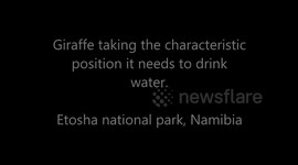 Giraffe taking position to drink water