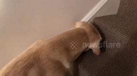 Labrador dog chasing down a spider.