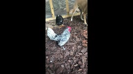 Cutest Little Rooster Ever