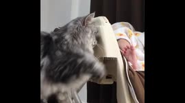Gentle cat plays with napping baby