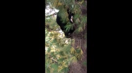 Close up of bear cub climbing down a tree