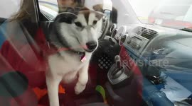 Alaskan Malamute Sojou Wants to Drive my Car