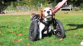 Three legged dog transforms life with canine wheelchair