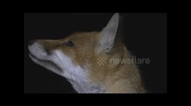 Three minutes in the life of a Red Fox Vulpes vulpes vixen.
