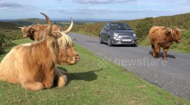 Stubborn But Cute Dartmoor Animals Claim The Roads