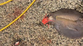 Bizarre sea slug attempts to eat shrimp