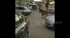 Cow rampages through southern Russia with head stuck in ladder