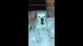Dog yawns in perfect sync with lyrics of 70s tune 'Red Red Wine'