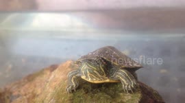 Meet potpot