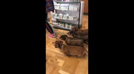 Synchronised sausage dogs: four pooches waddle in unison