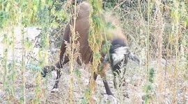 Moroccan goat gets munchies for local cannabis harvest