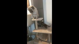 Tiny kitten attacks pudgy pup for sitting in its spot