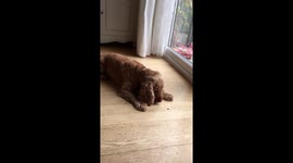 Billy the dog vs Fly