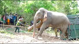 Angry elephant finally moved after three days hassling villagers
