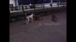Dog vs monkey
