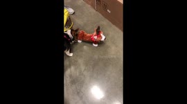 Corgi vs corgi