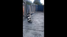 Oriental cat makes goat/sheep noise