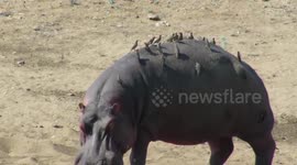 Hungry birds gather on hippo's back for a rare feast