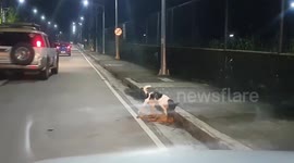 Dog desperately tries to revive friend killed on the roadside