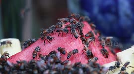 Honeybees take a break from work.