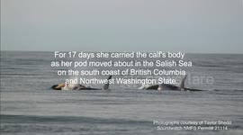 Seventeen Day Vigil Held to Call for Action to Help Endangered Orcas on Canada's West Coast
