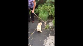 Corgi puppy vs broom