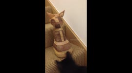 Kitten spooked by wooden cat